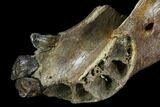 Fossil Horse (Equus) Jaw - River Rhine, Germany #123492-5